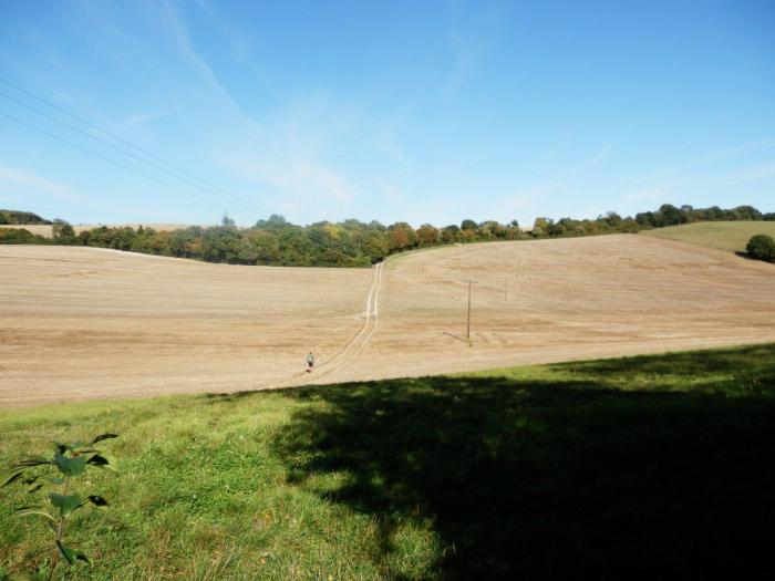 Leaving the woods at last