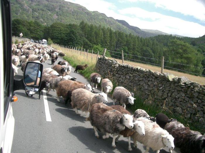 Herding sheep