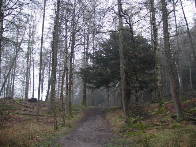 Up through the woods