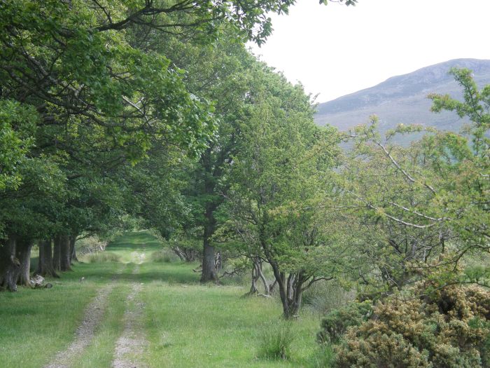 An avenue of trees An avenue of trees