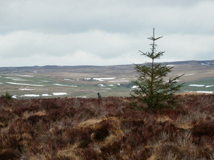 P4080296-Across the moor Across the moor