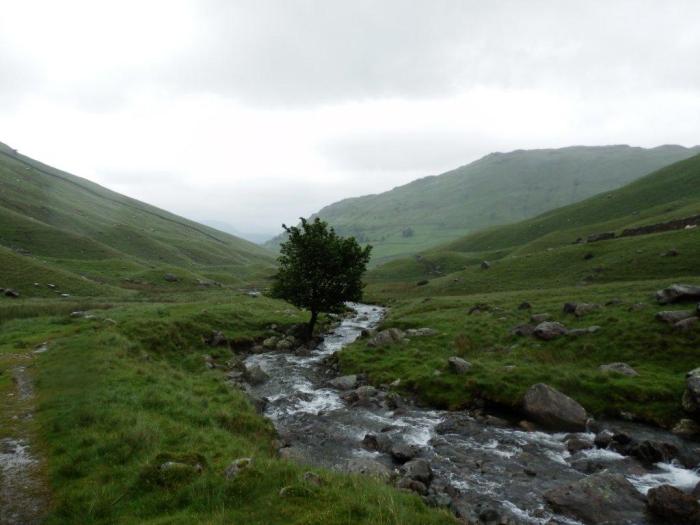 The lone tree in Pasture Bottom