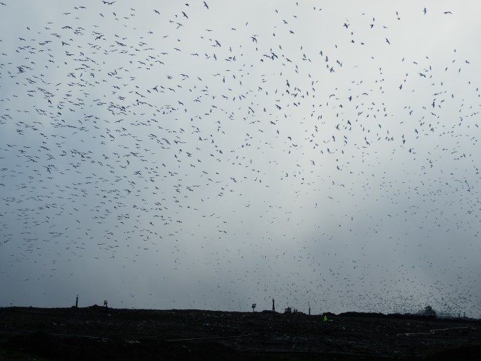 Not Hitchcock, it's landfill