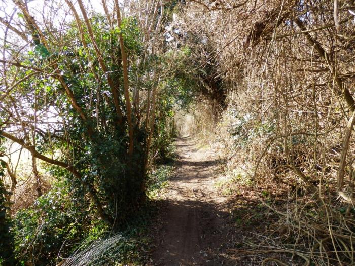 Classic North Downs walking