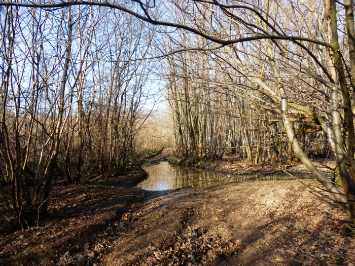 A familiar stretch of Wealdway in Whitehorse Wood